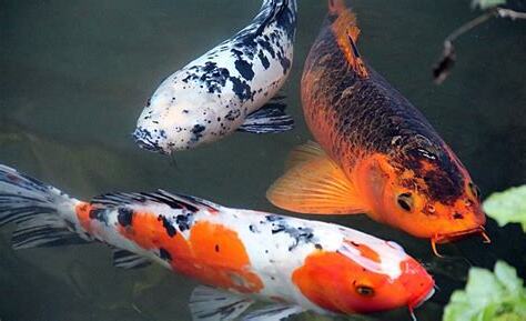 風水 魚